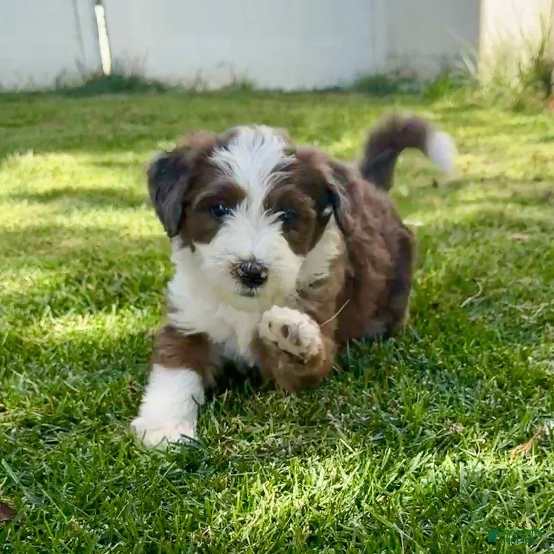 Bernedoodle dogs for sale: Annabelle - Ad 2