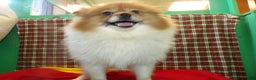 Pomeranian dogs for sale: Bebo - Ad 1