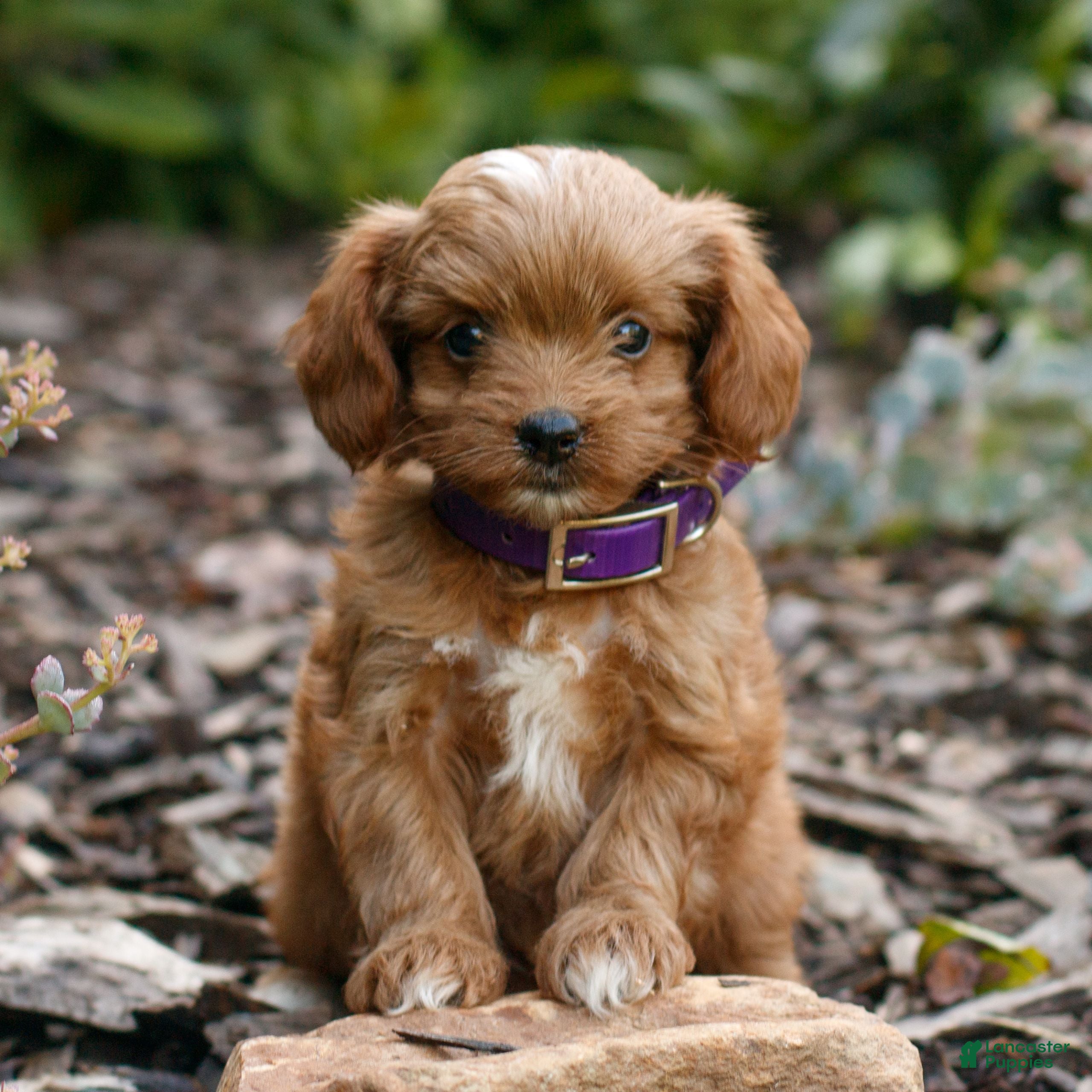 Cavapoo dogs Lily  - Ad 1