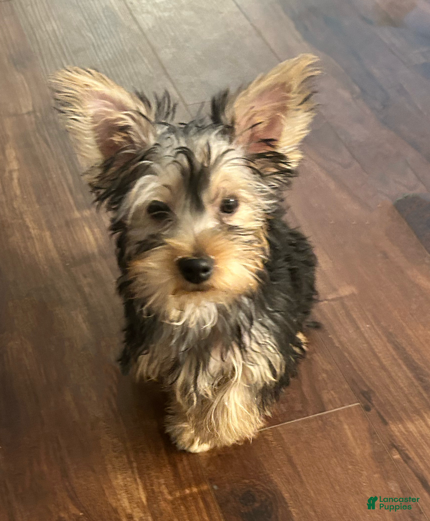 Yorkshire Terrier dogs Yorkshire Terrier Puppy 1 - Ad 1