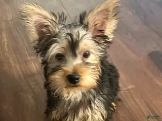 Yorkshire Terrier dogs Yorkshire Terrier Puppy 1 - Ad 21