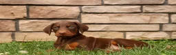 Doberman Pinscher dogs for sale: DUKE - Ad 5