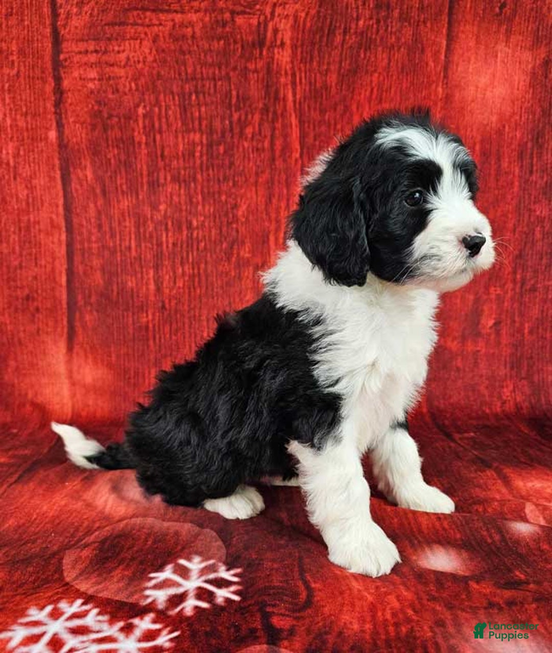 Mini Sheepadoodle dogs for sale: Coal - Ad 2