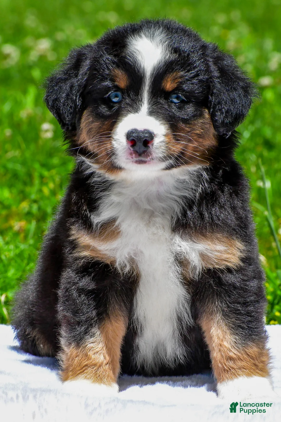 Miniature Australian Shepherd dogs for sale: Frank - Ad 1