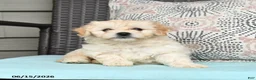 Cavapoo dogs for sale: Sandy - Ad 3