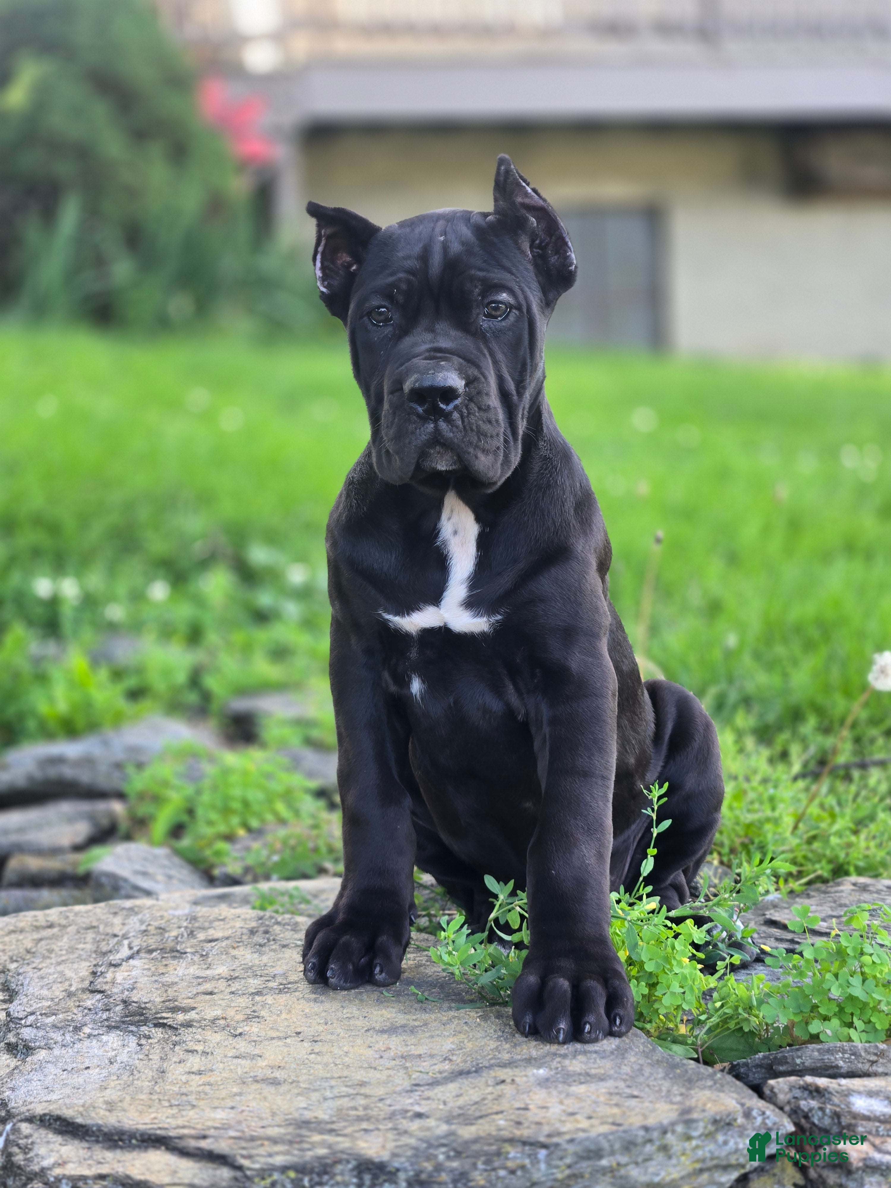 Cane Corso dogs Brigid - Ad 2