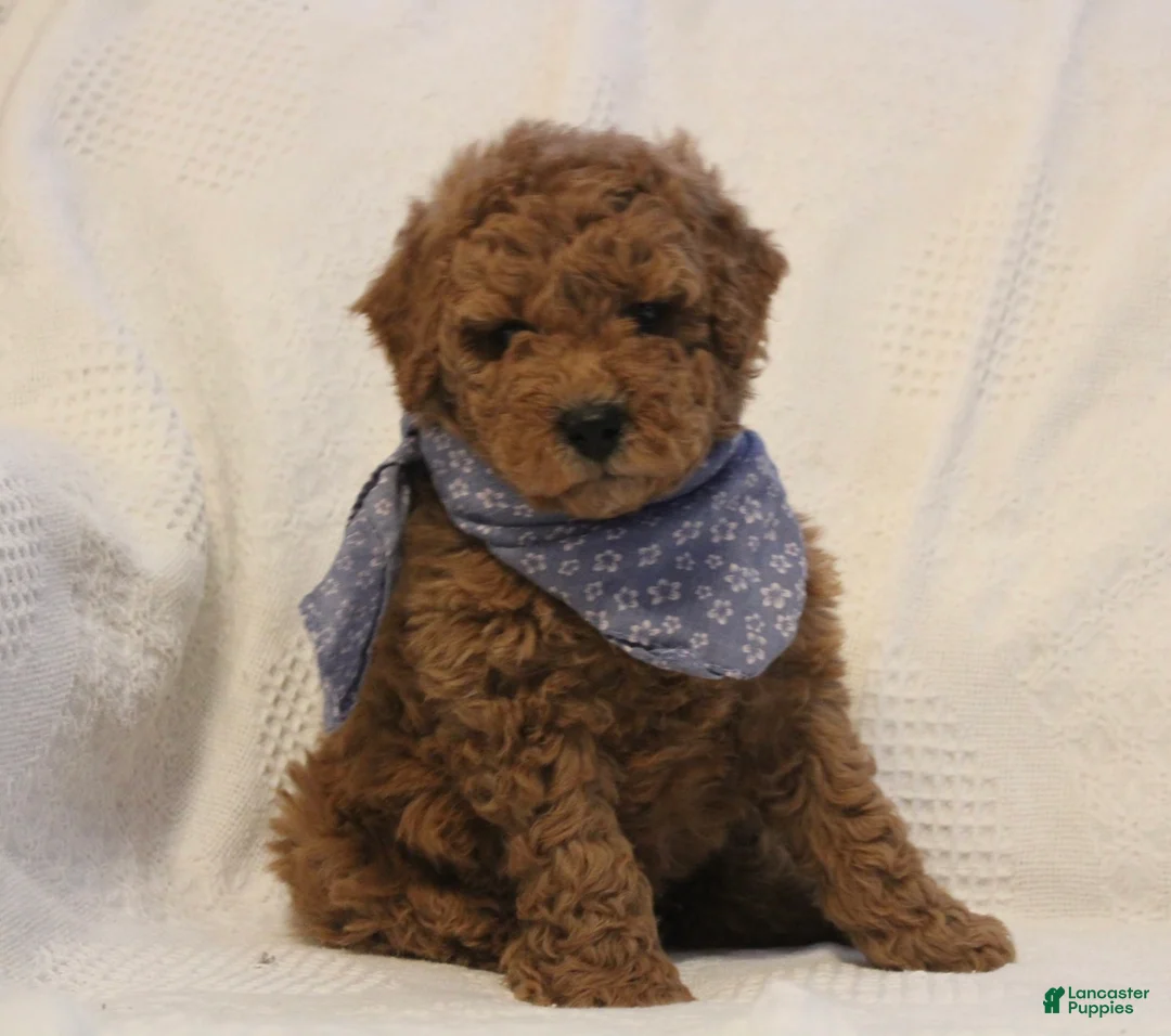 Mini Goldendoodle dogs for sale: Archie - Ad 1