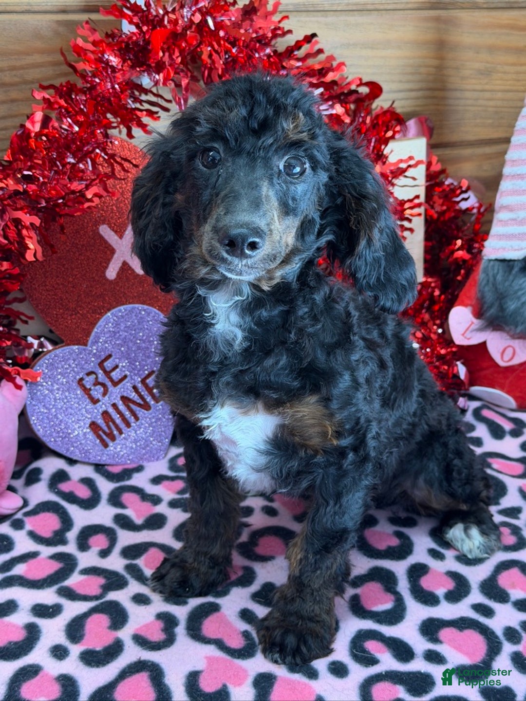 Miniature Poodle dogs for sale: Miniature Poodle Jenny - Ad 2