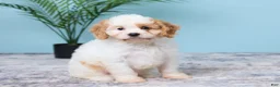 Cavapoo dogs for sale: Lexi - Ad 3