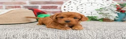 Cavapoo dogs for sale: Boone - Ad 9