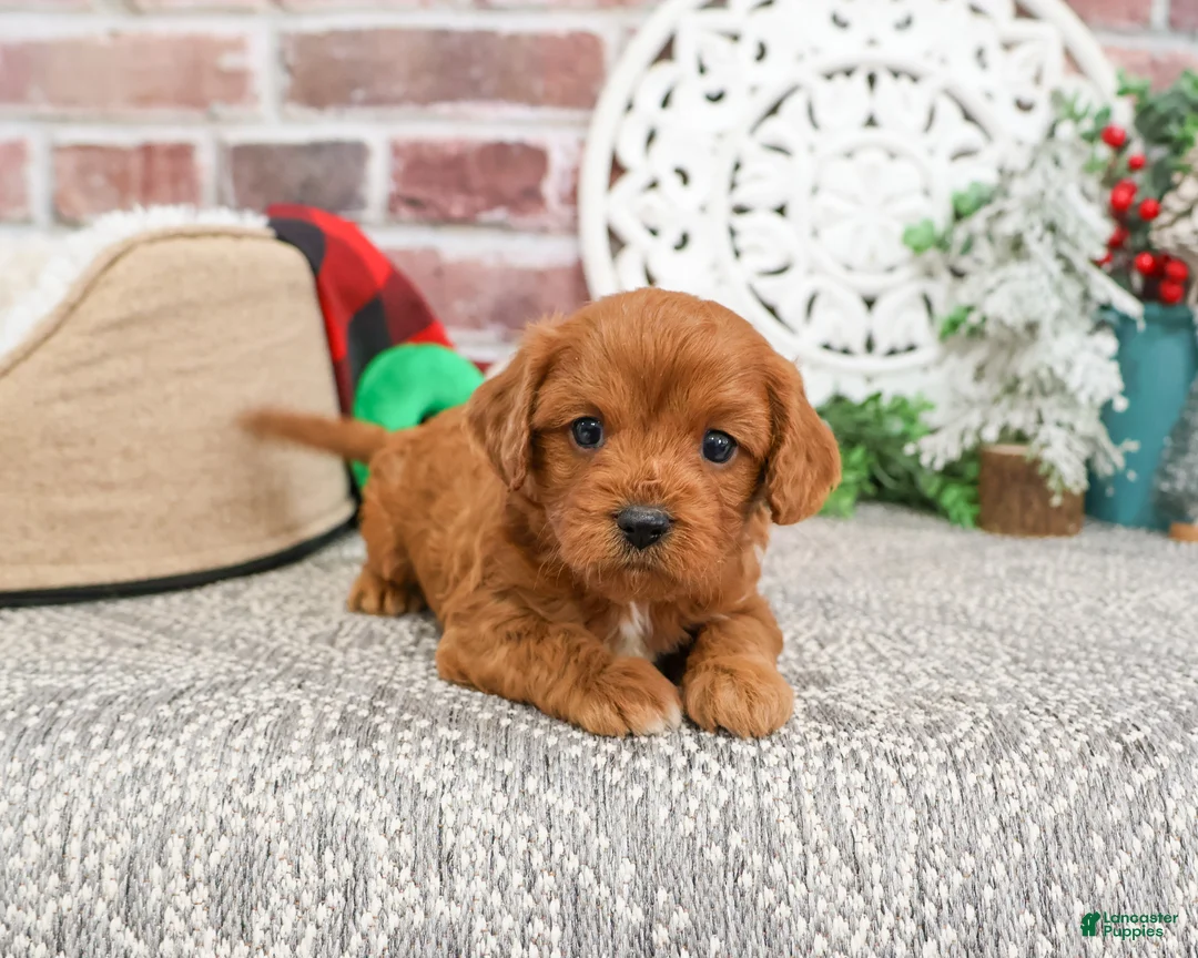 Cavapoo dogs for sale: Boone - Ad 9