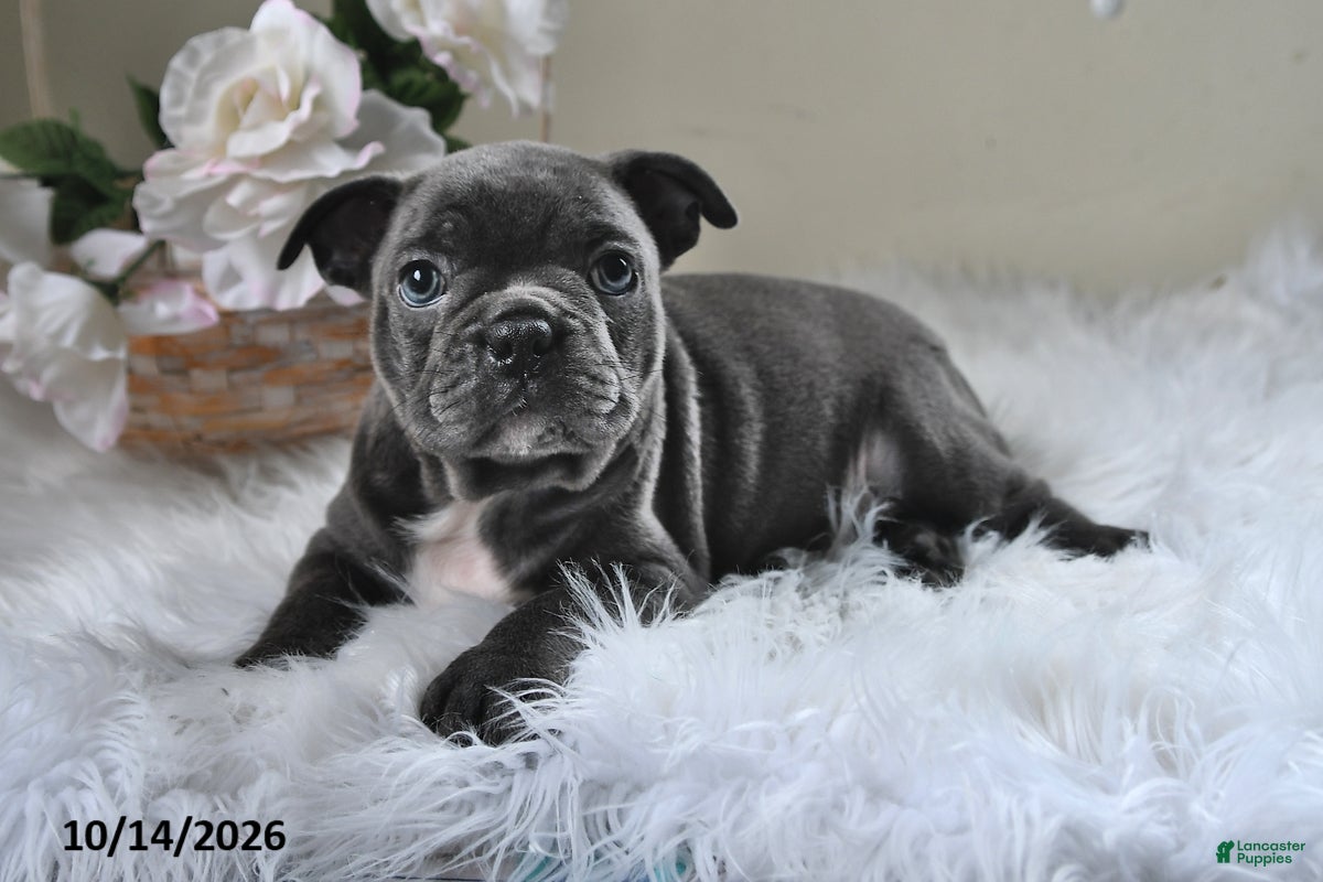 Frenchton dogs Bandit - Ad 2