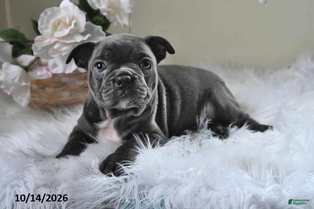Frenchton dogs for sale: Bandit - Ad 2