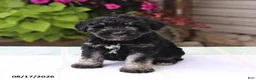Miniature Schnauzer dogs for sale: Perlie - Ad 5