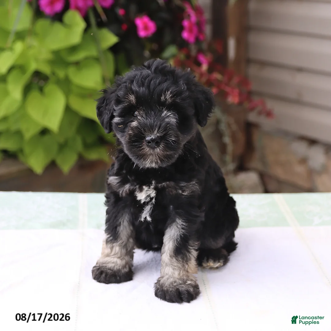 Miniature Schnauzer dogs for sale: Perlie - Ad 5