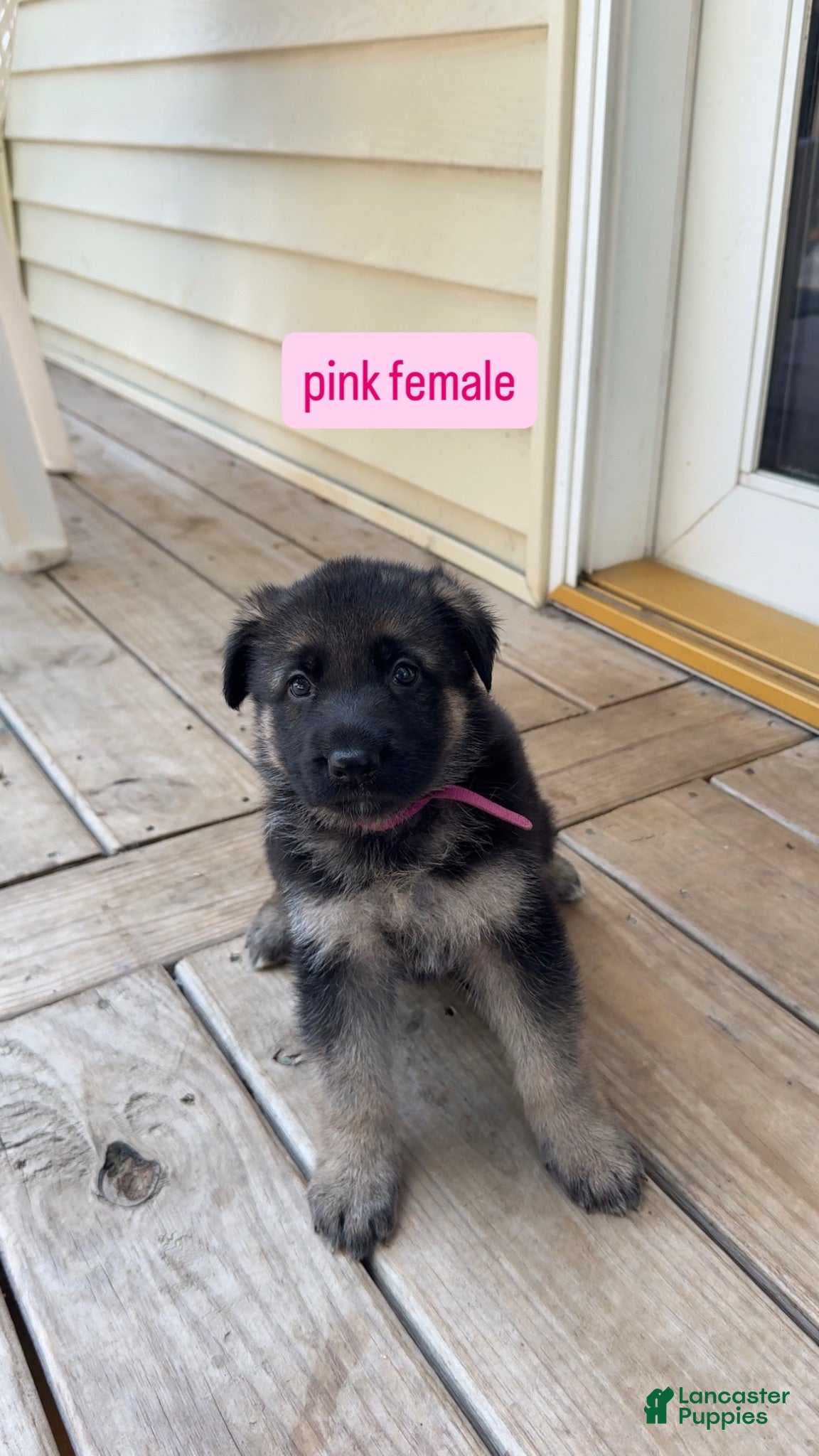 German Shepherd dogs Pink Female - Ad 17