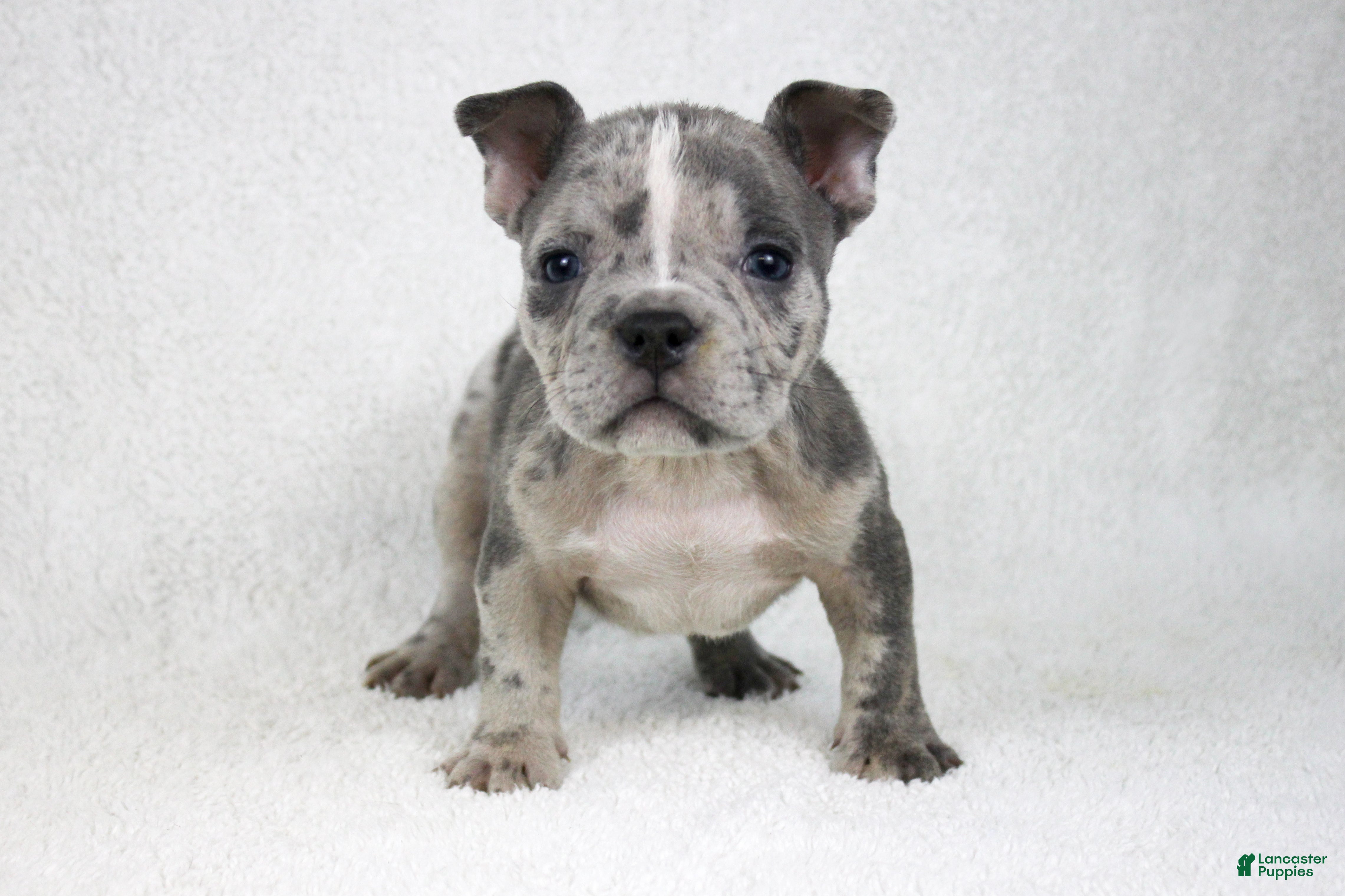 American Bully dogs Blue Brindle Merle Male - Ad 2