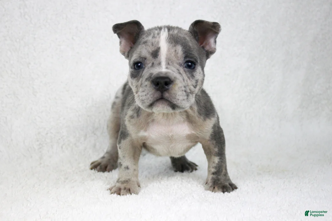 American Bully dogs for sale: Blue Brindle Merle Male - Ad 2