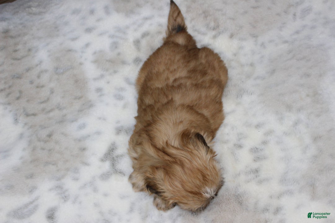 Shih Tzu dogs for sale: Carly - Ad 7
