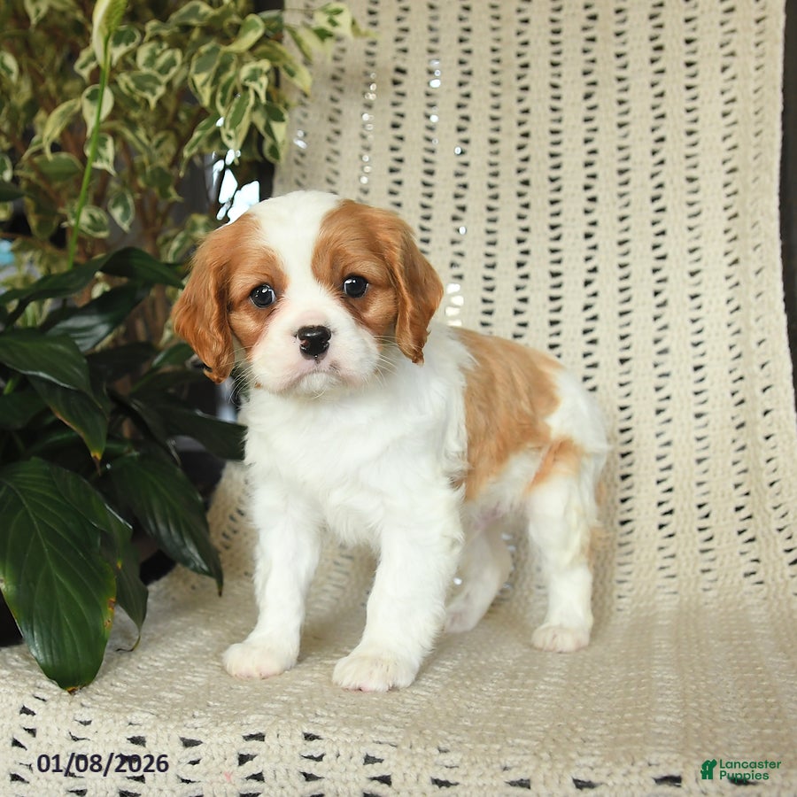Cavalier King Charles Spaniel dogs for sale: Colby - Ad 1