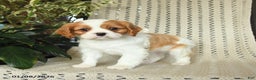 Cavalier King Charles Spaniel dogs for sale: Colby - Ad 1