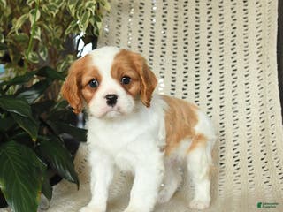 Cavalier King Charles Spaniel dogs Colby - Ad 16