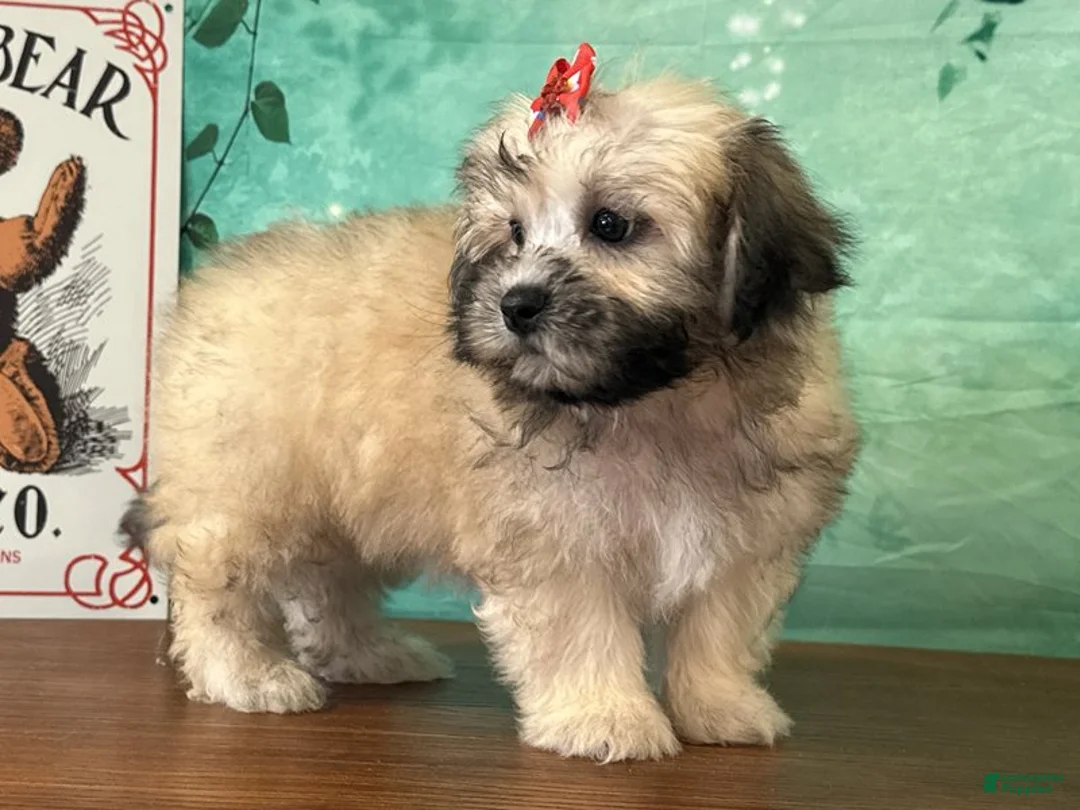 Teddy Bear dogs for sale: Annie - Ad 1