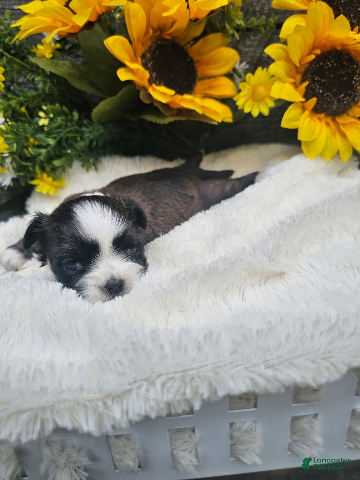 Shih Tzu dogs Cody - Ad 2