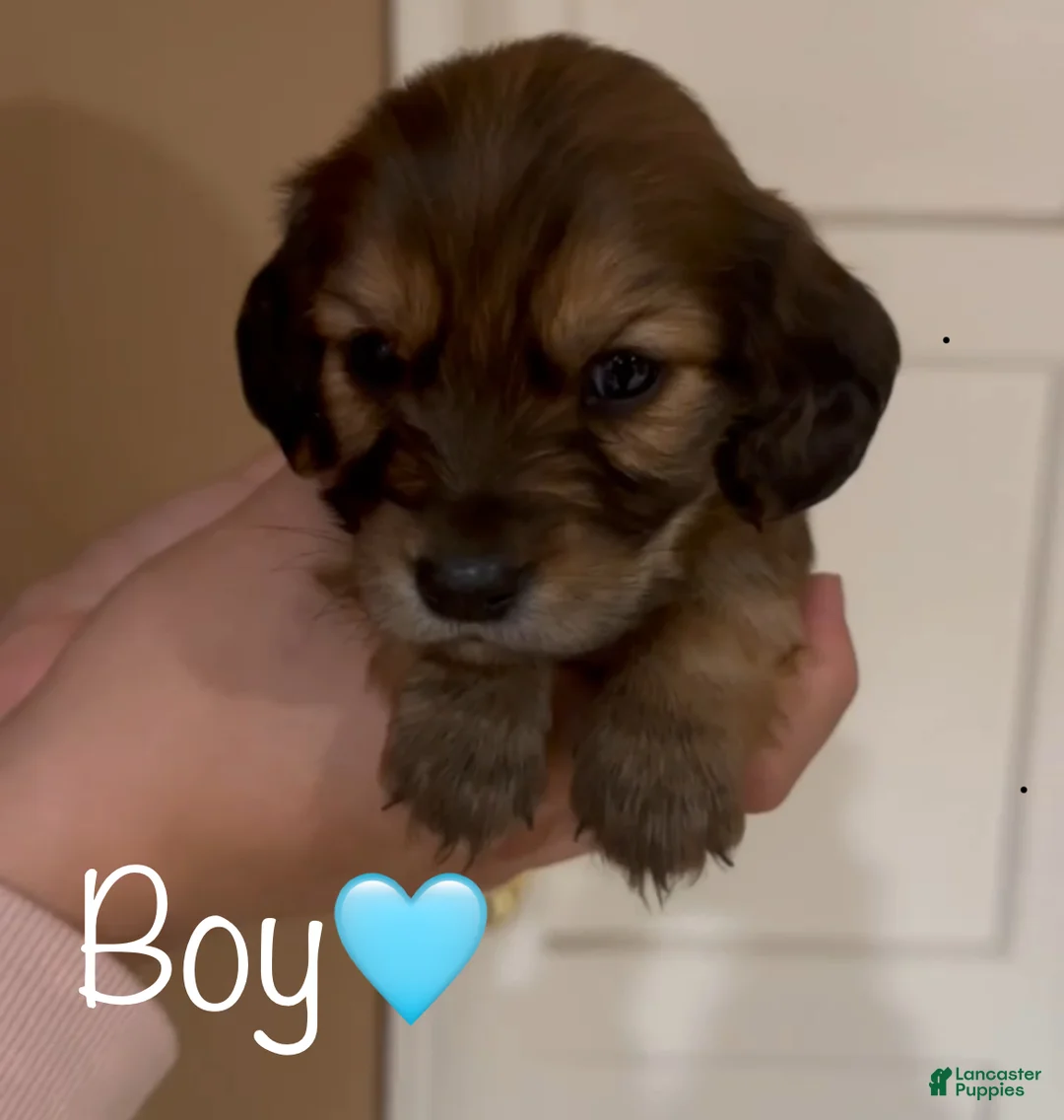 Dachshund dogs for sale: Brown boy  - Ad 2