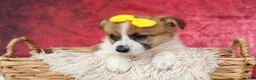 Welsh Corgi Pembroke dogs for sale: Ariel 💕 - Ad 19