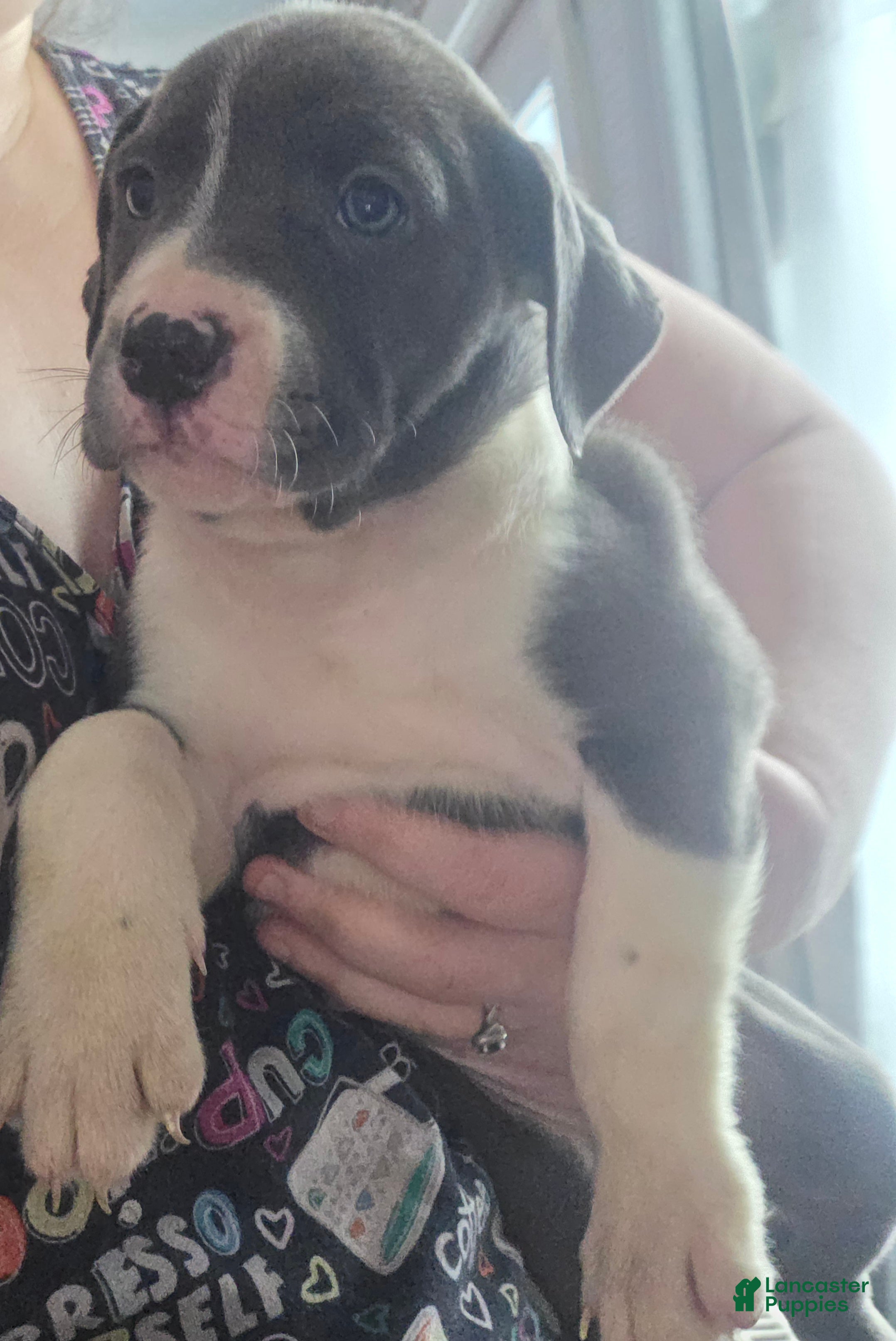 Mixed Breed dogs Sadie - Ad 20