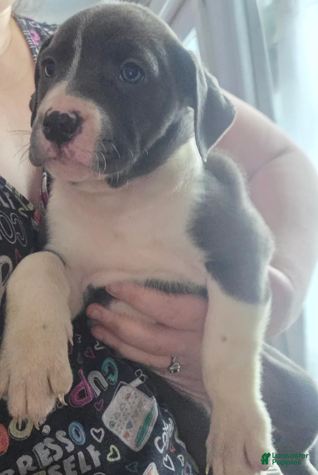 Mixed Breed dogs for sale: Sadie - Ad 1