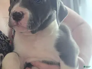 Mixed Breed dogs Sadie - Ad 20