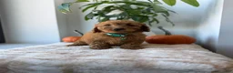 Mini Goldendoodle dogs for sale: Prada - Ad 6