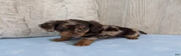 Miniature Dachshund dogs for sale: Logan - Ad 6