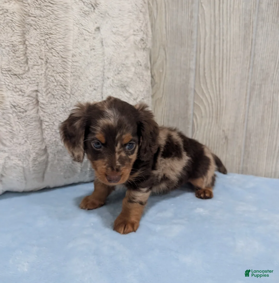 Miniature Dachshund dogs for sale: Logan - Ad 6