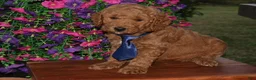 Mini Goldendoodle dogs for sale: Little Jack - Ad 2