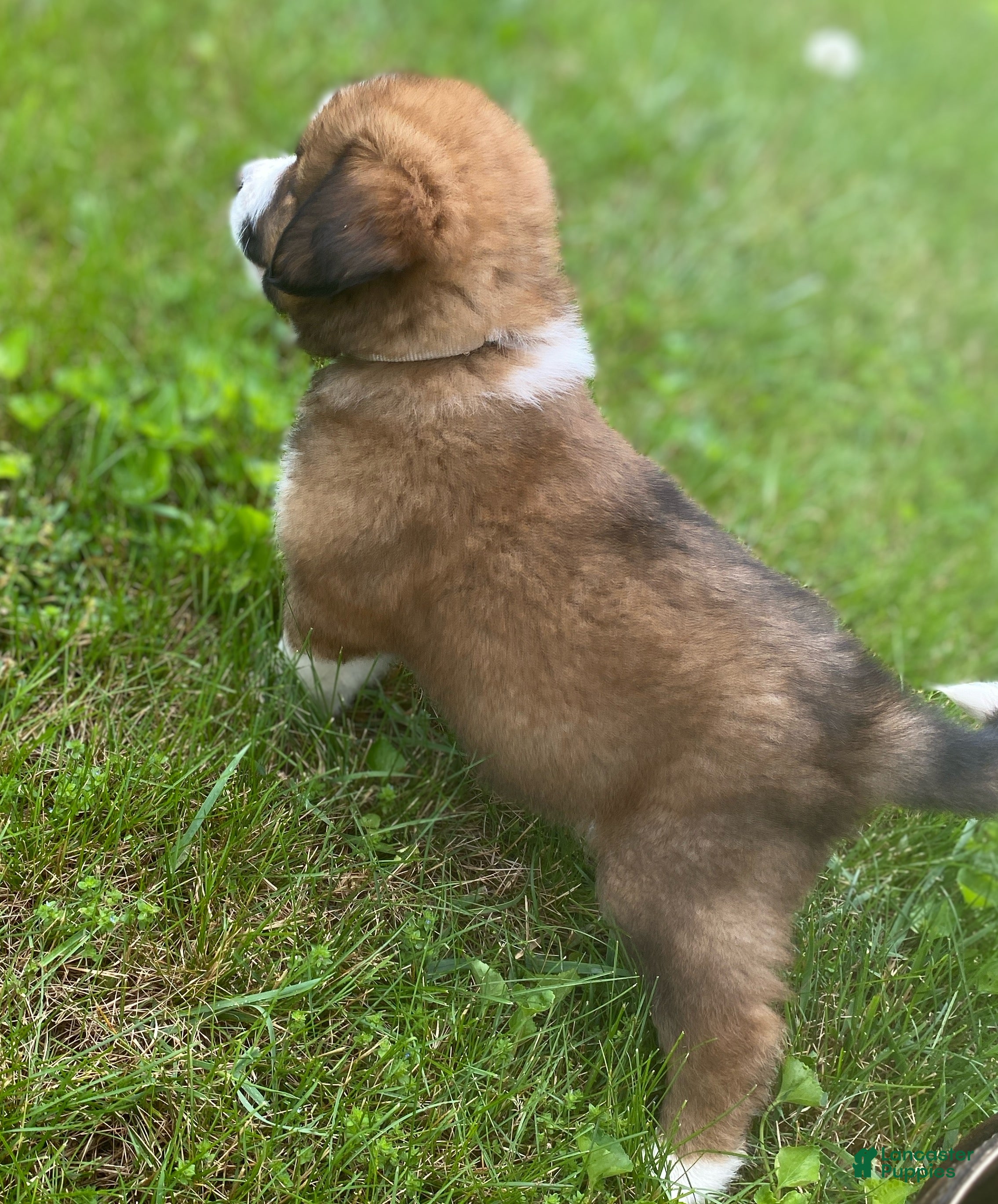 Mixed Breed dogs for sale: ♥️BABY BEAR♥️ - Ad 43
