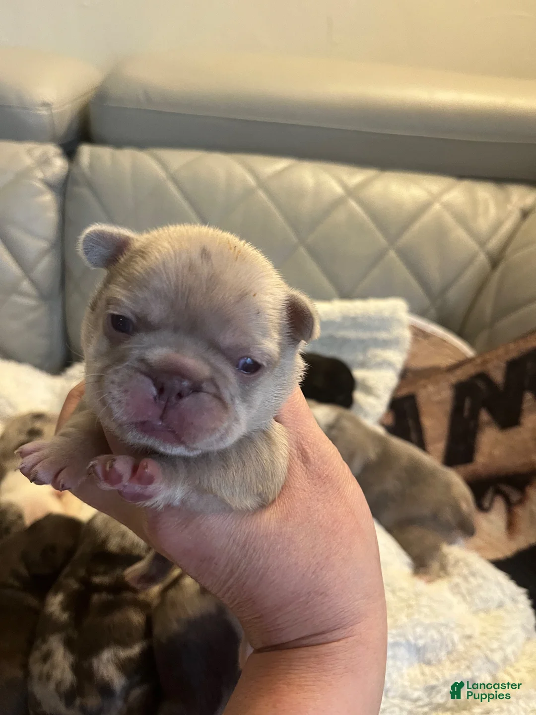 French Bulldog dogs for sale: French Bulldog 3 - Ad 2
