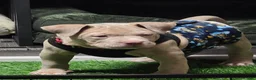 American Bully dogs for sale: American Bully 1 - Ad 5