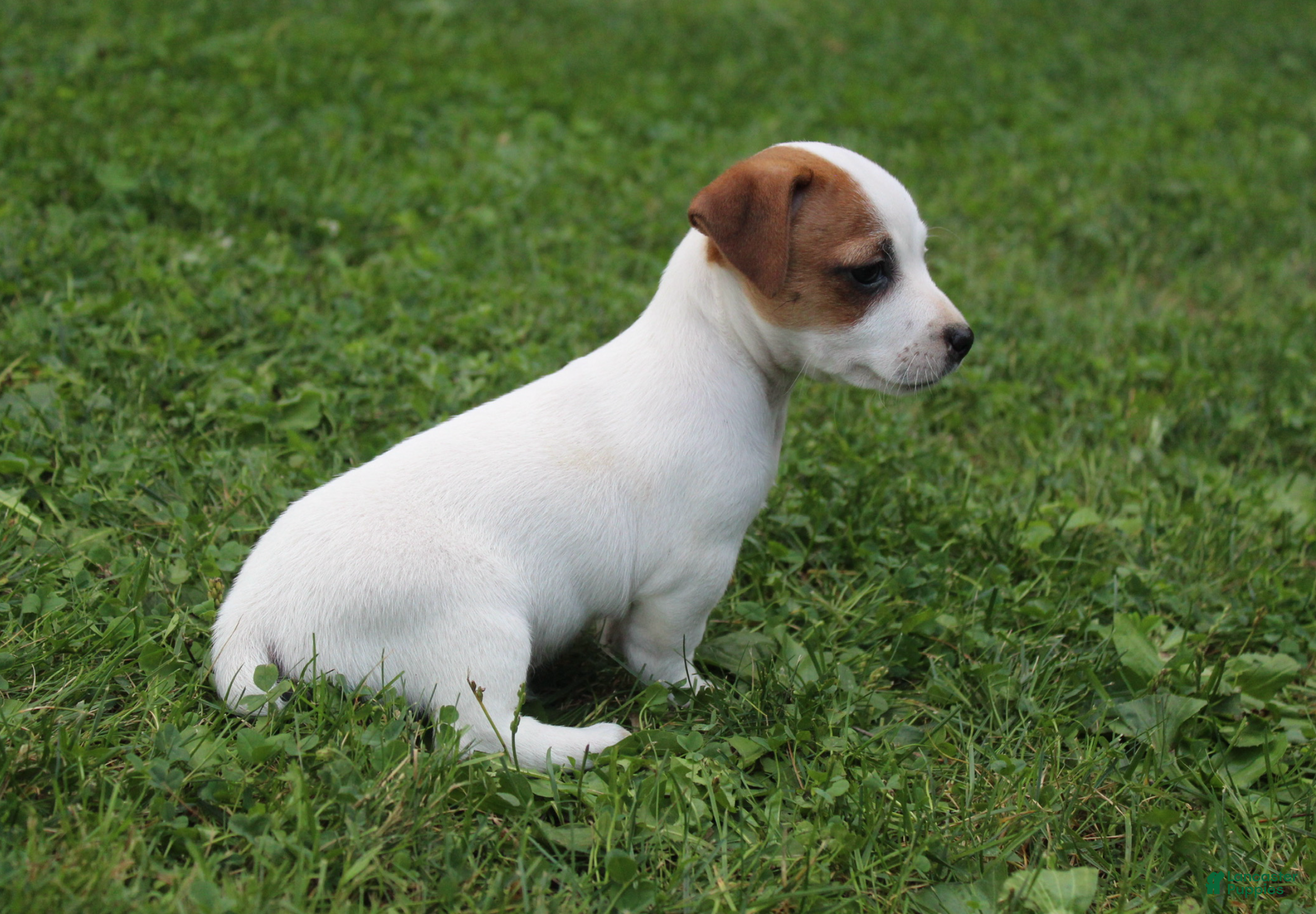 Jack Russell Terrier dogs Ace - Ad 2