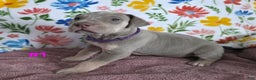 Great Dane dogs for sale: Great Dane Puppy 1 - Ad 6
