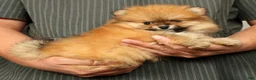 Pomeranian dogs for sale: Cinnamon - Ad 7