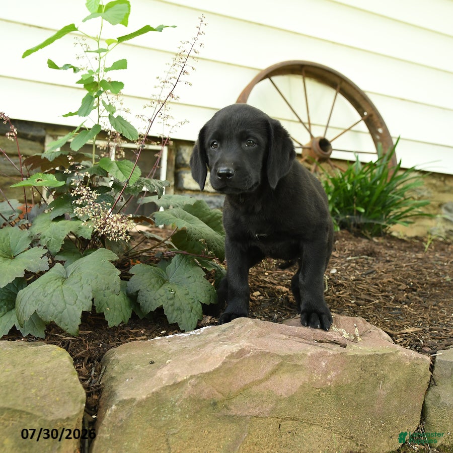 Labrador Retriever dogs Edge - Ad 2