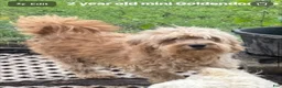 Goldendoodle dogs for sale: Goldendoodle 2 - Ad 2