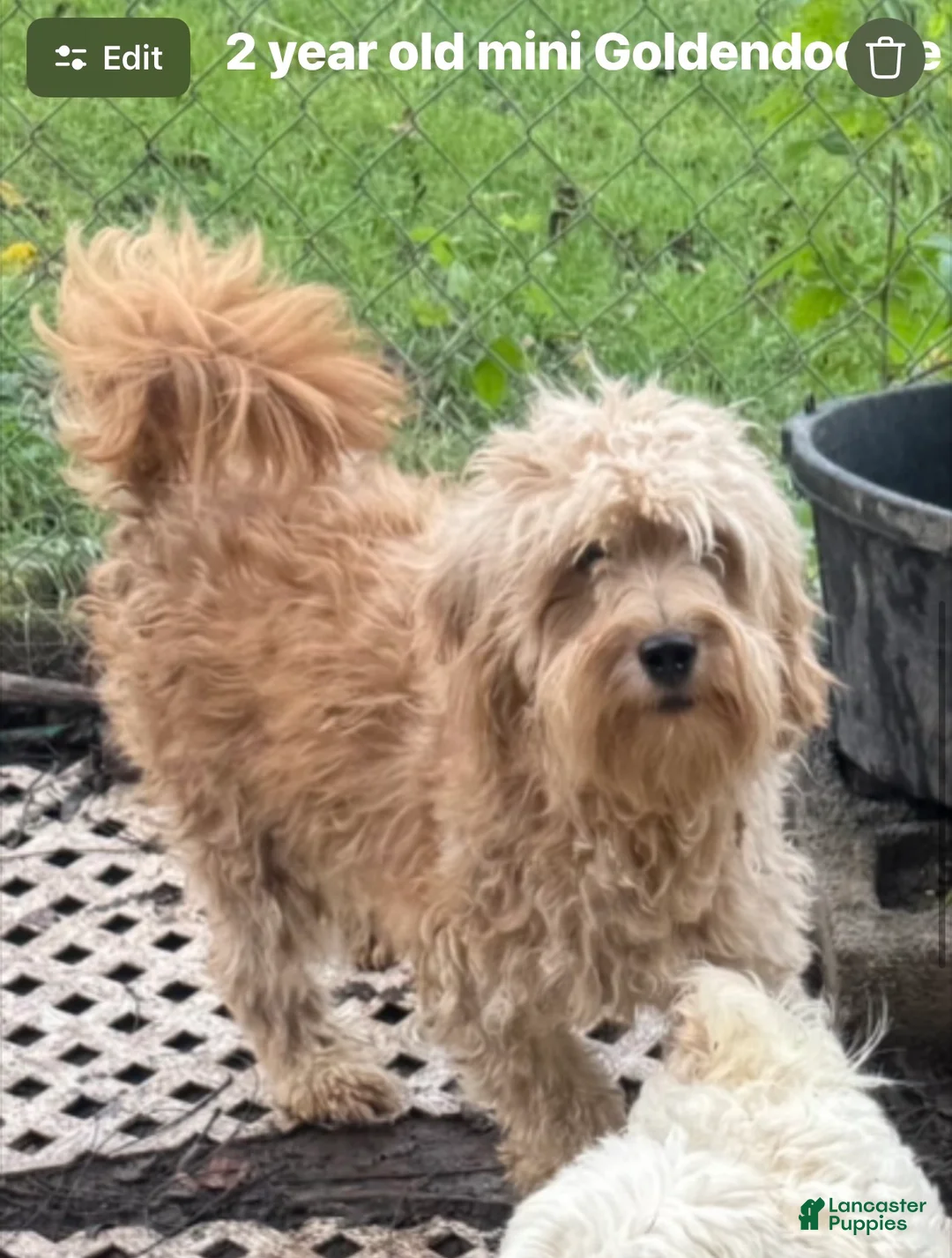 Goldendoodle dogs for sale: Goldendoodle 2 - Ad 2