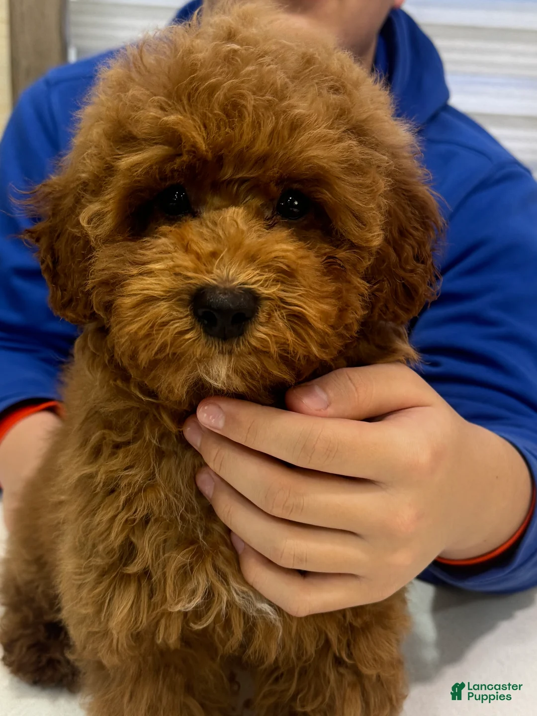 Toy Poodle dogs for sale: Coffee - Ad 2