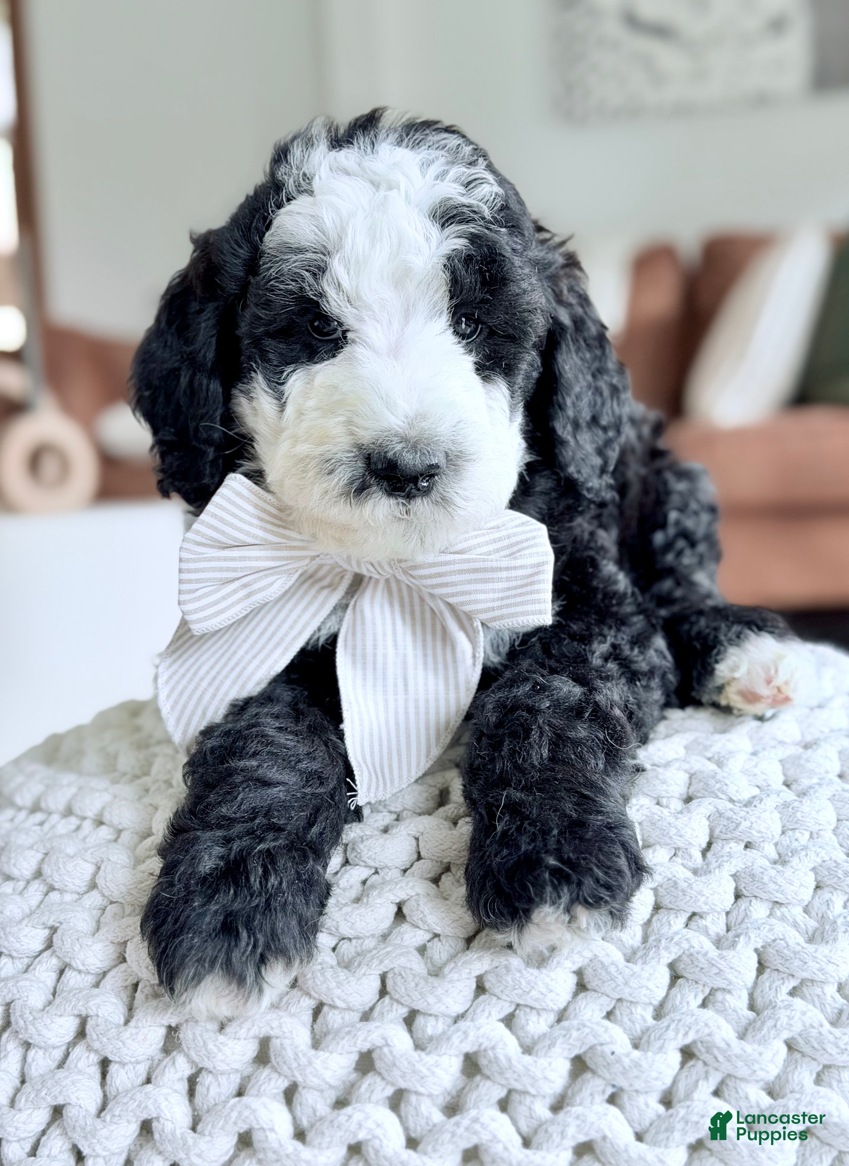 Bernedoodle dogs Shepherd  - Ad 2