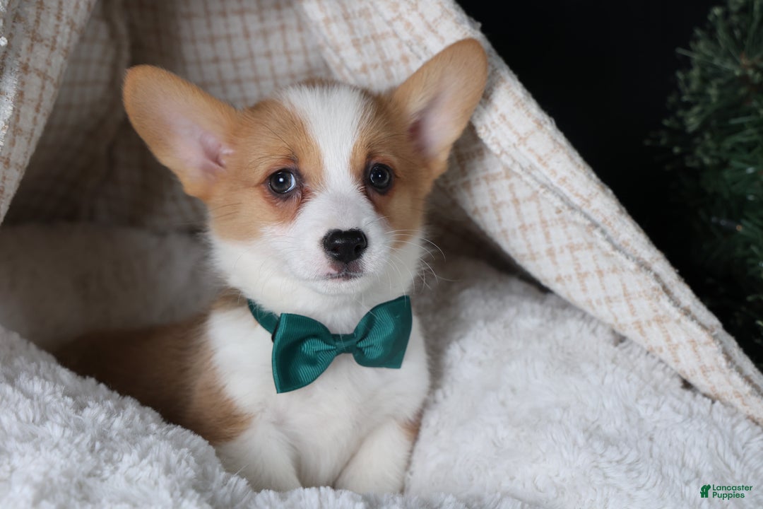 Welsh Corgi Pembroke dogs for sale: Hunter - Ad 22