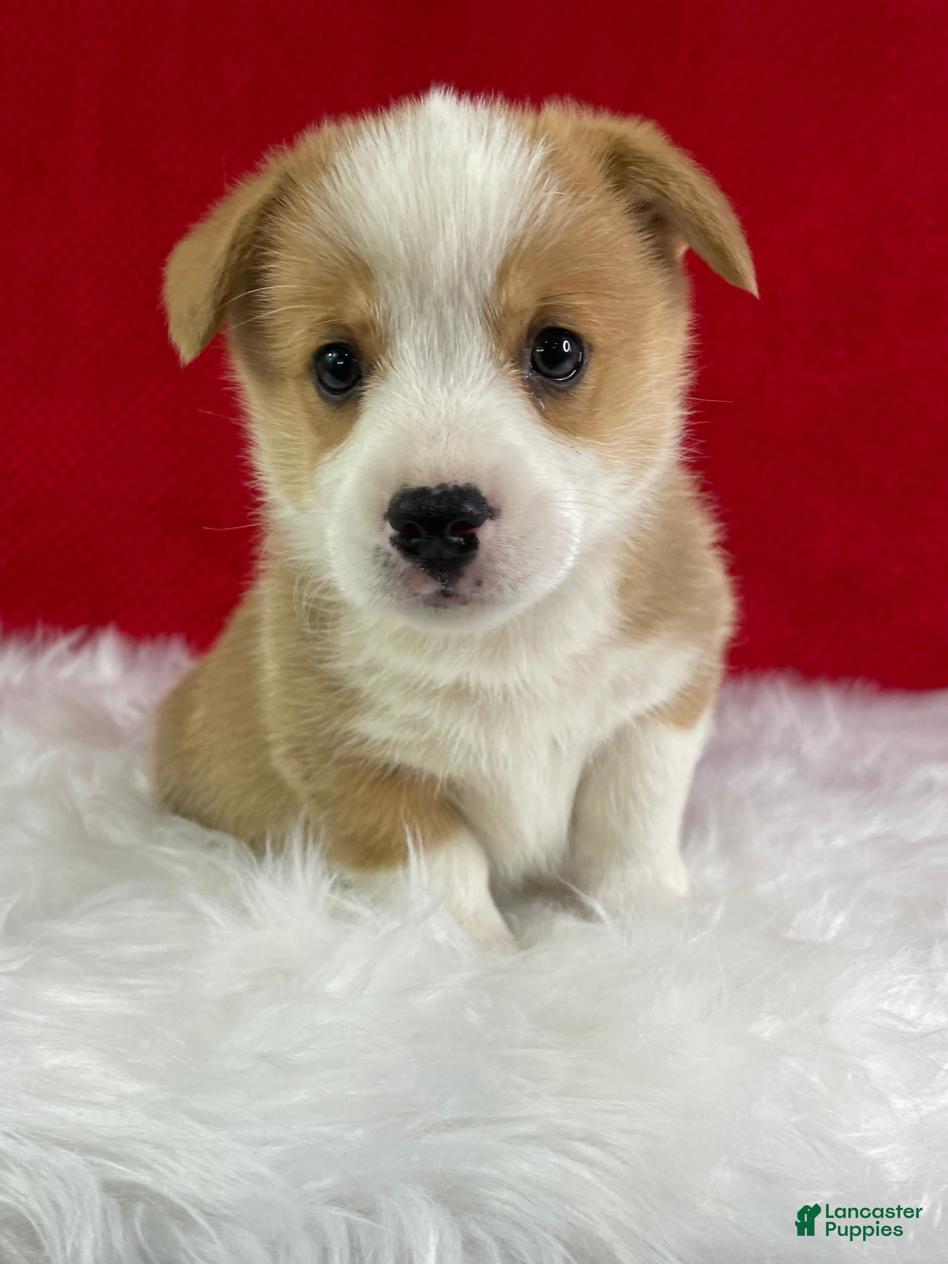 Welsh Corgi Pembroke dogs Ollie - Ad 1